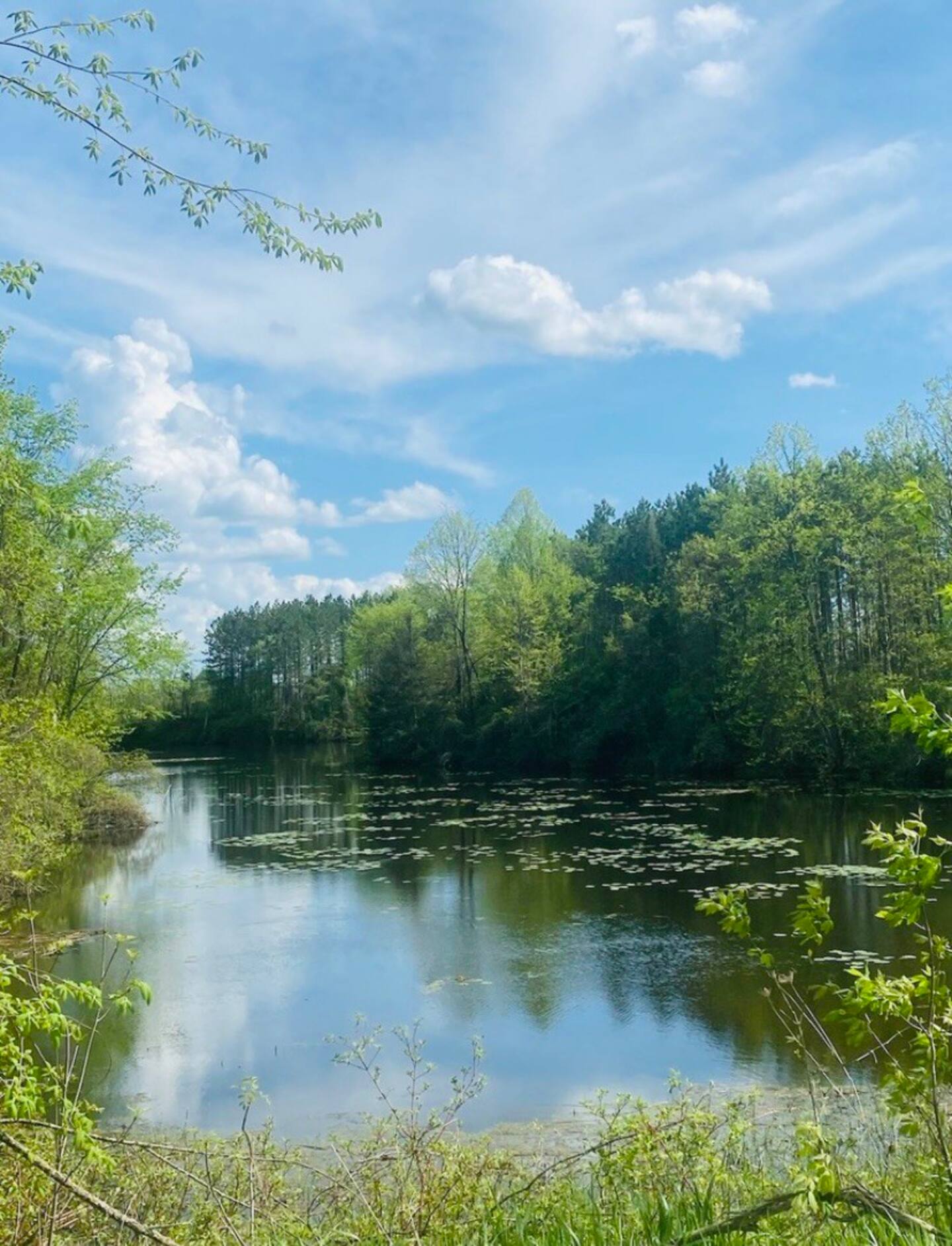 Spring-fed lake with lily pads